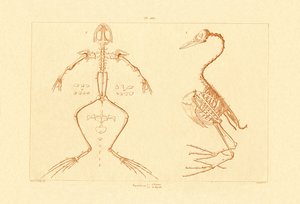Skelet, 1833-39 af French School